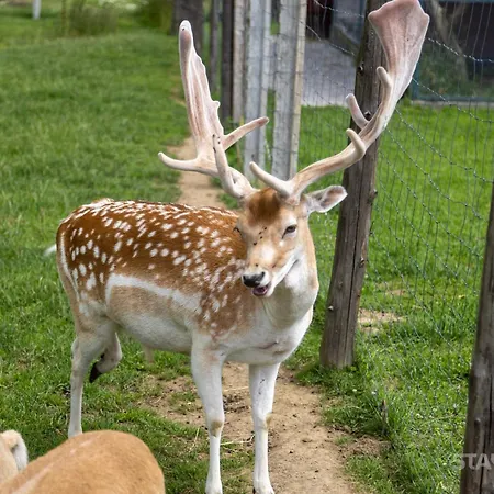 Sauna & Jacuzzi 샬레 Harkabuz