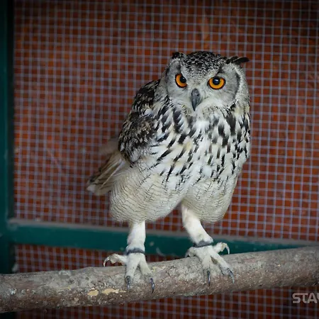 샬레 Sauna & Jacuzzi Harkabuz